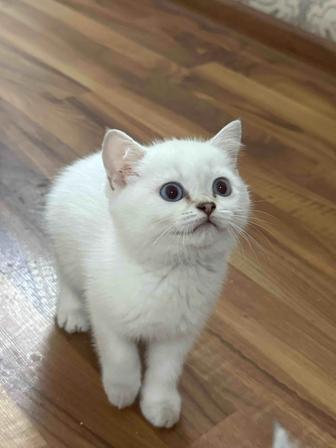 Девочка британская шиншилла 1,5 месяцев