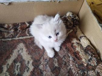 Волшебные котята.