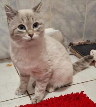 Отдам котенка девочку