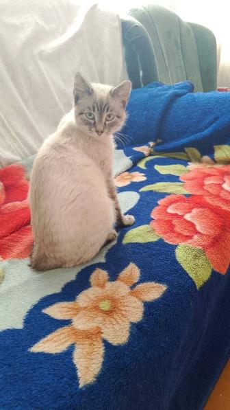 Отдам 3 котенка девочки две и один кот мальчик