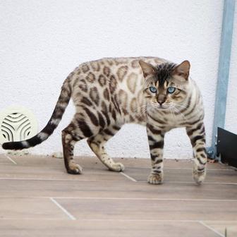 Vip bengal cats! СНЕЖНЫЙ БЕНГАЛЬСКИЙ ЧУДО КОТИК ! Ограничено