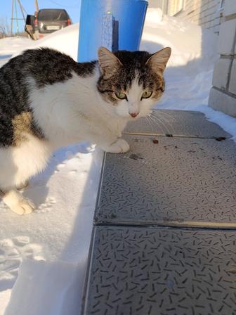 Молодой ласковый кот