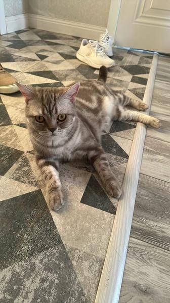 Отдам в добрые руки кота