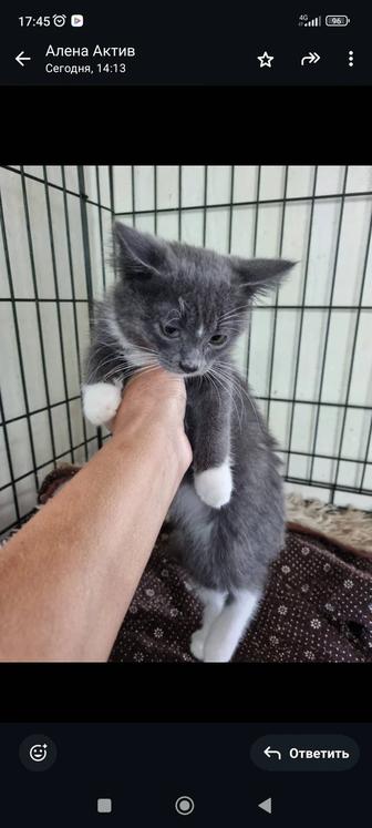 Отдам котят в добрые ручки,мальчики.