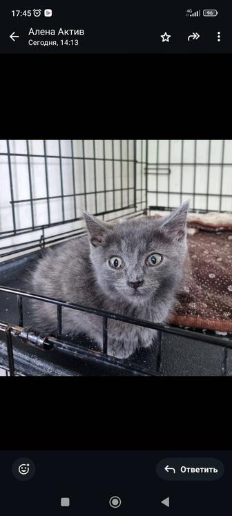 Отдам котят в добрые ручки,мальчики.