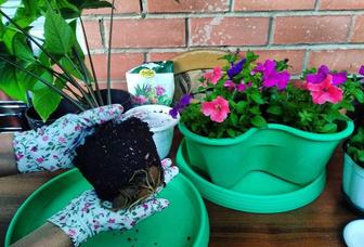 Весенняя пересадка растений