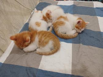 Котята.Отдам бесплатно