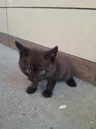 Отдам котят в хорошие руки