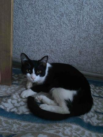 Отдам котенка в добрые руки!