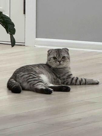 Отдам кота в хорошие руки