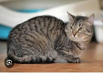 Возьму котенка мальчика
