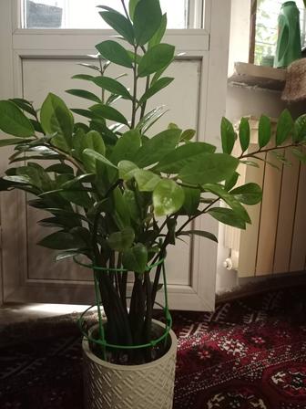 Замиокулькас