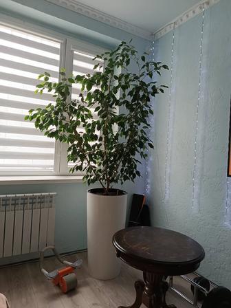 Продам Фикус Бенджамина