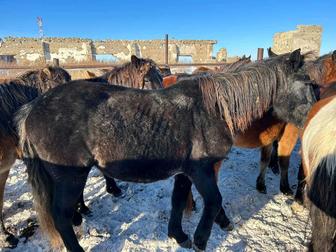 Продам байтал