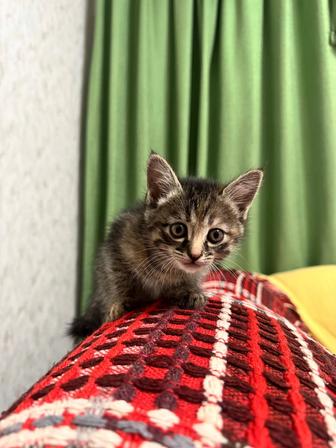 Котята! Комочек счастья!