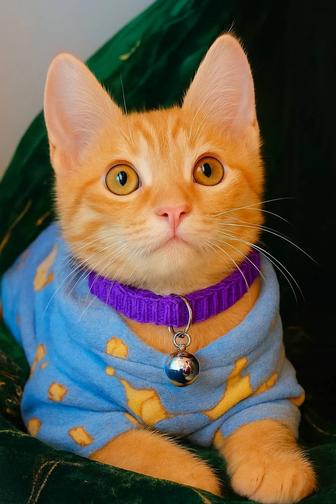 Котенок по кличке Персик