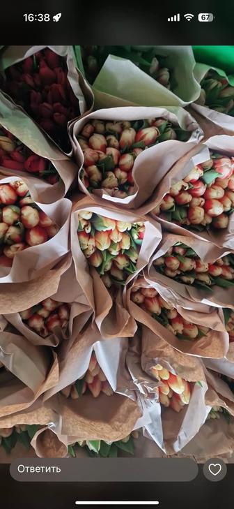 Тюльпаны местные и крупные