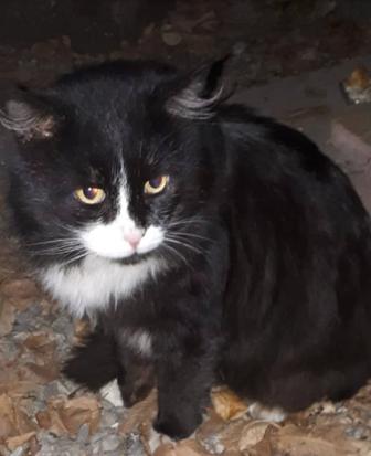 Кто потерял кота мкр.Аксай 5 дом 7