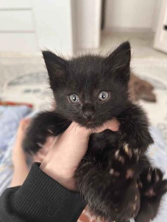 Котенок в добрые руки