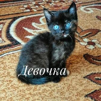 Отдам котят