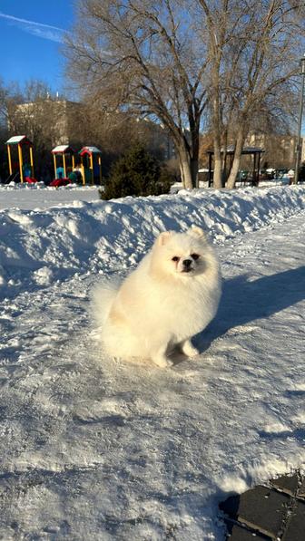 Пропала собака
