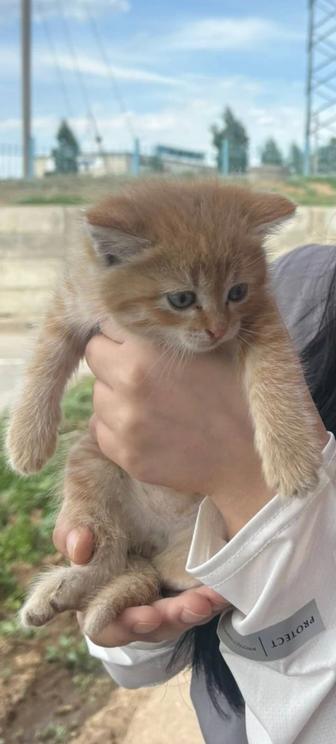 Отдам котенка в добрые руки