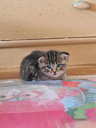Котята скотиш фолд