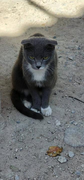 Отдам кошек в добрые руки