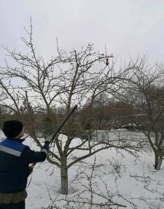 Зимняя обрезка плодовых деревьев