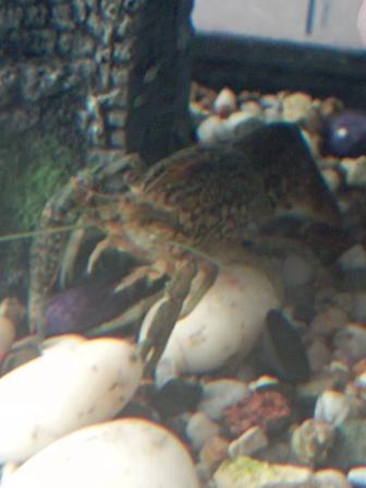 Рачки аквариумные