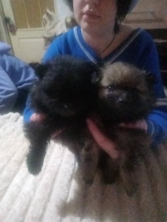 Щенки шпицов