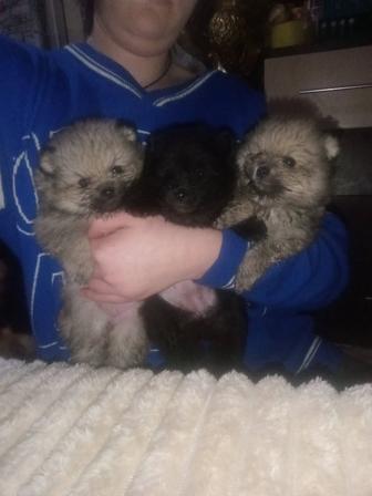 Щенки шпицов