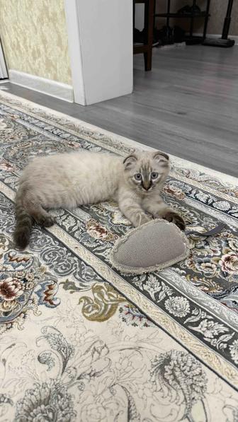 Продам кошку