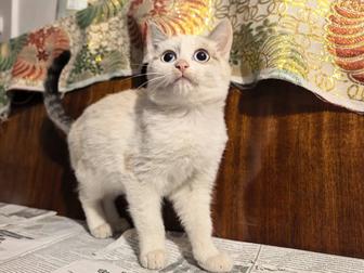 Молочно белый котенок Елочка