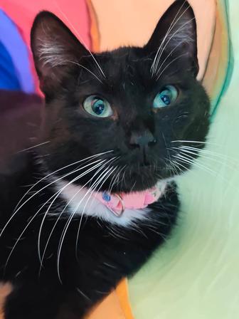 Отдам кошечку в добрые руки