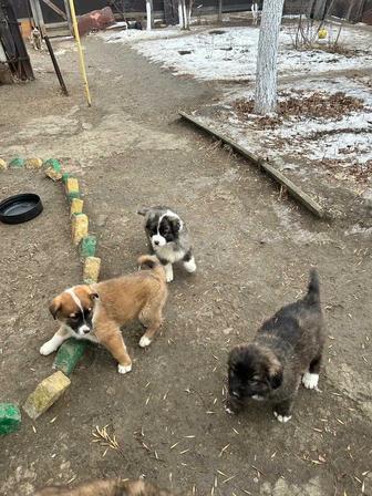 Отдам щеночков