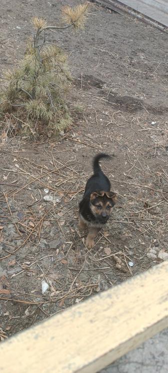 Продам щенков немецкой овчарки