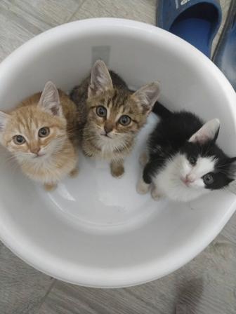 Отдам котят в добрые ручки!