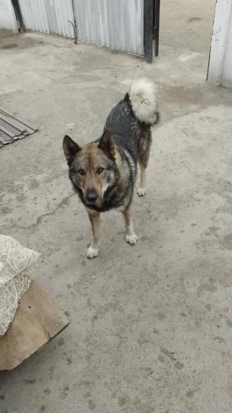 Продам щенков лайки