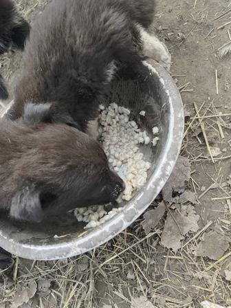 Отдам щенков