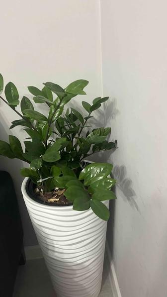 долларовое дерево вместе с стилным горшком