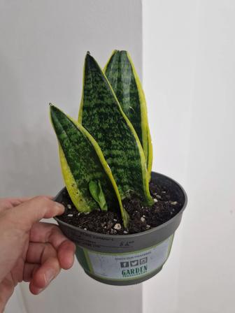 Сансевиерия лауренти