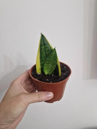 Сансевиерия отростки