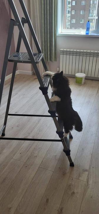 Отдам даром кошку