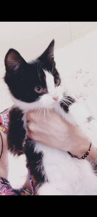 Отдам котят