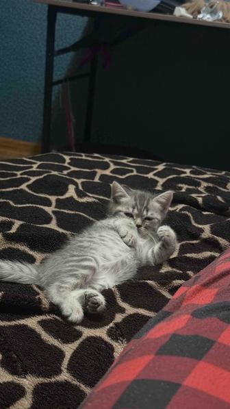 Котенок в добрые руки