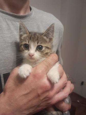 Отдам котенка в хорошую семью