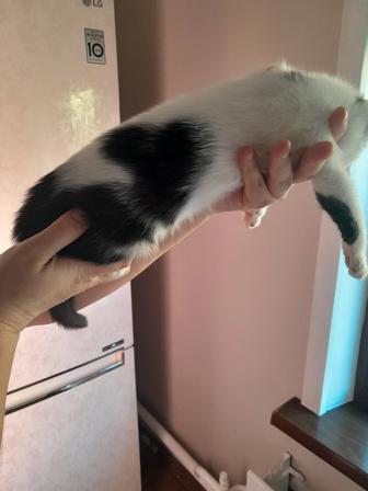 Отдам котенка с сердечком на боку в хорошую семью
