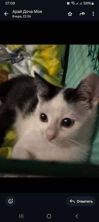 Отдам котенка с сердечком на боку в хорошую семью