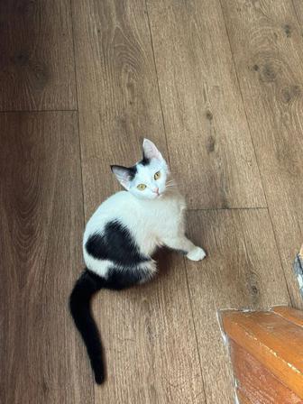 Отдам котенка с сердечком на боку в хорошую семью. Девочка 4 мес.